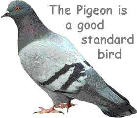 pigeon.jpg