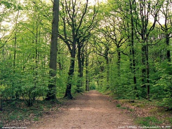 foret.65817.jpg